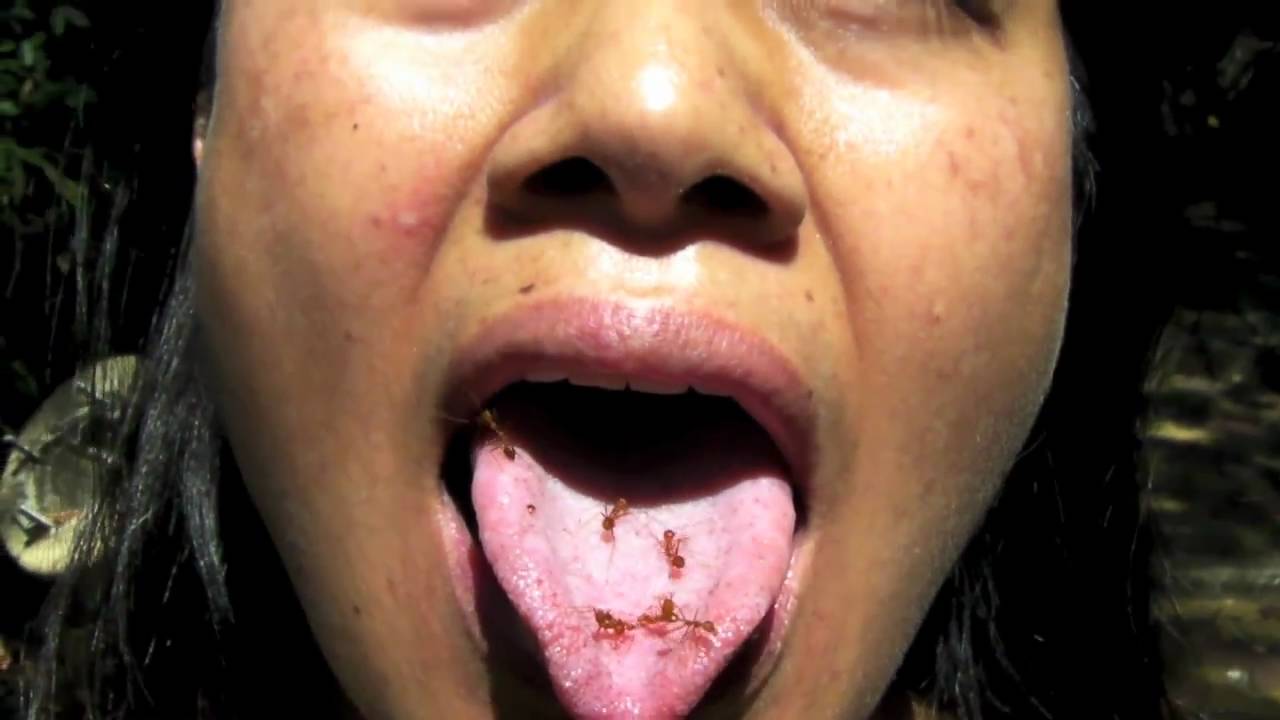 10 животных, которых люди едят заживо