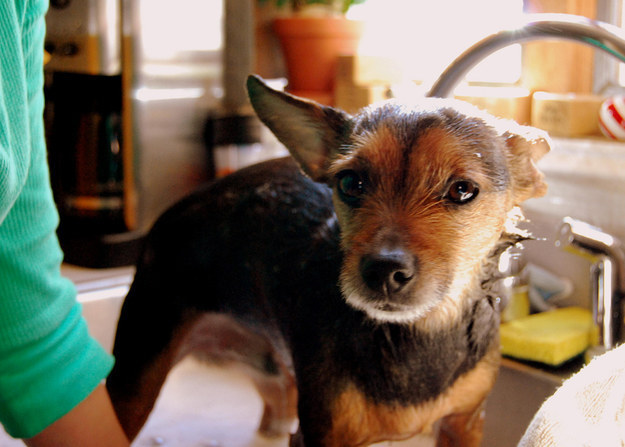 использование кофейной гущи, кофейная гуща использование в доме, кофе от слизняков