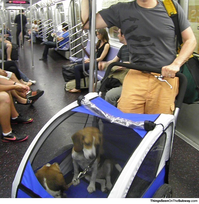 странные пассажиры метро, Безумные пассажиры общественного транспорта