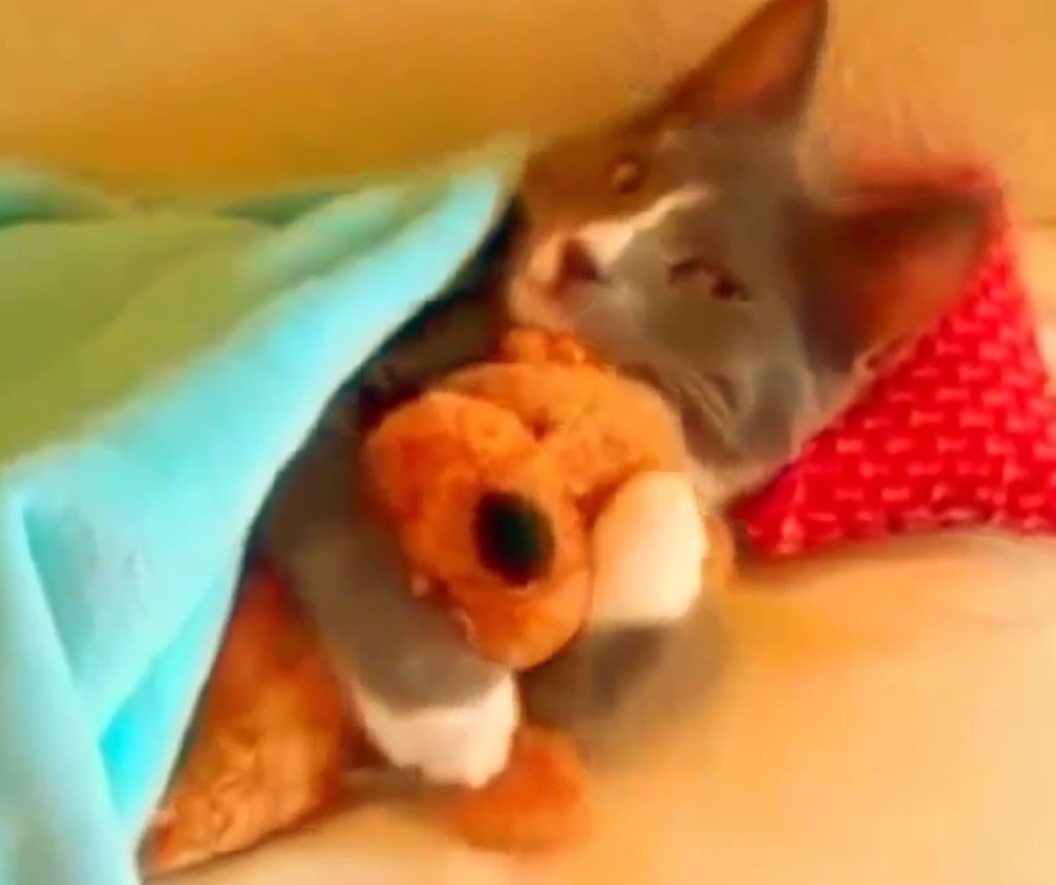 смешные коты, самые смешные коты 2014, коты видео