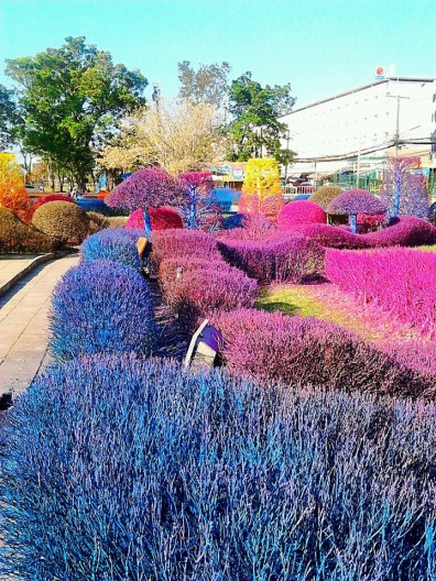 Красочные, яркие, сады, Таиланд, университет Рангсит , Rangsit University