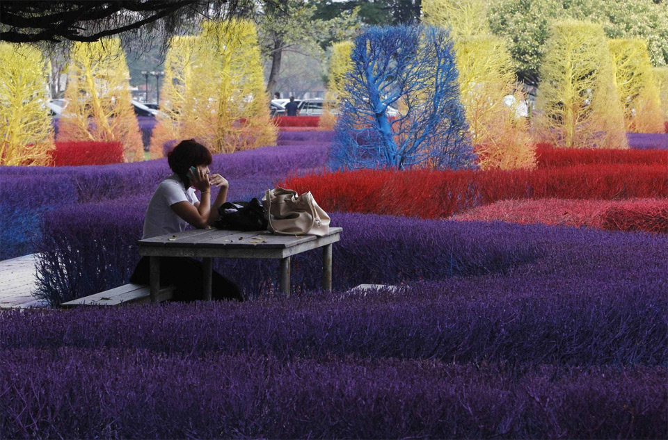 Красочные, яркие, сады, Таиланд, университет Рангсит , Rangsit University