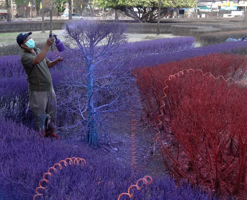 Красочные, яркие, сады, Таиланд, университет Рангсит , Rangsit University