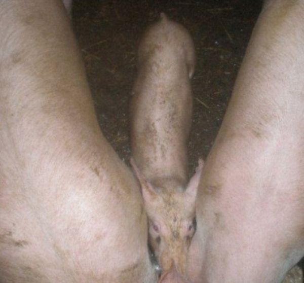 смешные фото,в стиле показалось, намек на пошлость, 