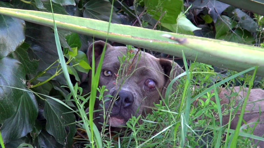 преображение истощённого питбуля по кличке Саванна, Эльдад Агарь, спасение собаки