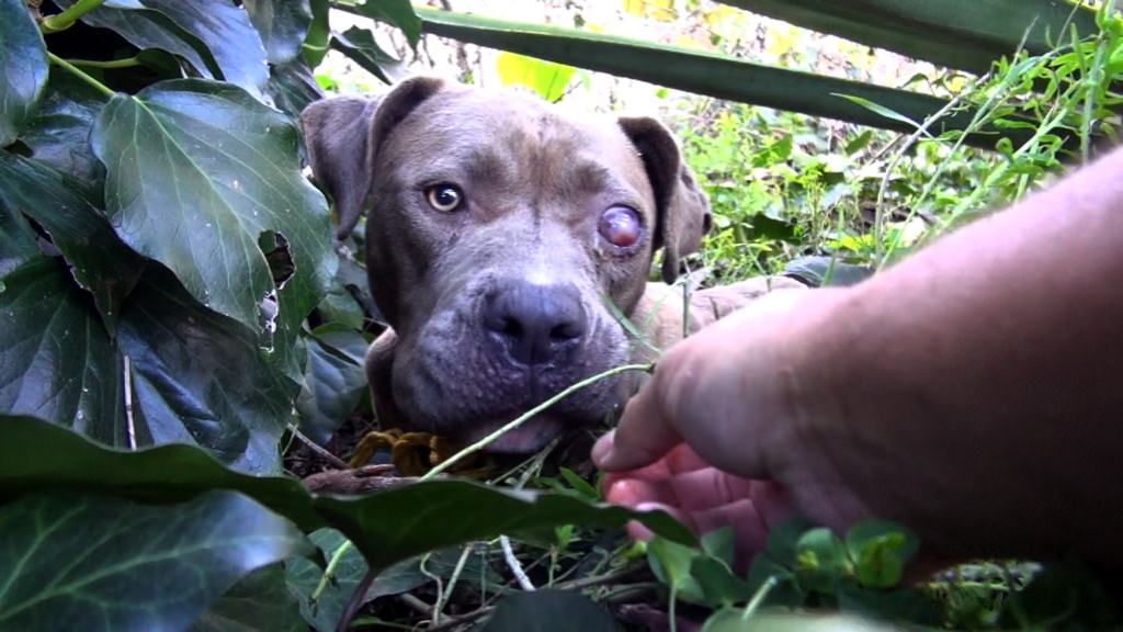 преображение истощённого питбуля по кличке Саванна, Эльдад Агарь, спасение собаки