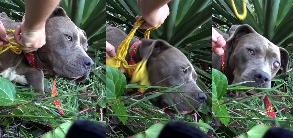 преображение истощённого питбуля по кличке Саванна, Эльдад Агарь, спасение собаки