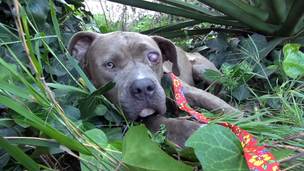 преображение истощённого питбуля по кличке Саванна, Эльдад Агарь, спасение собаки