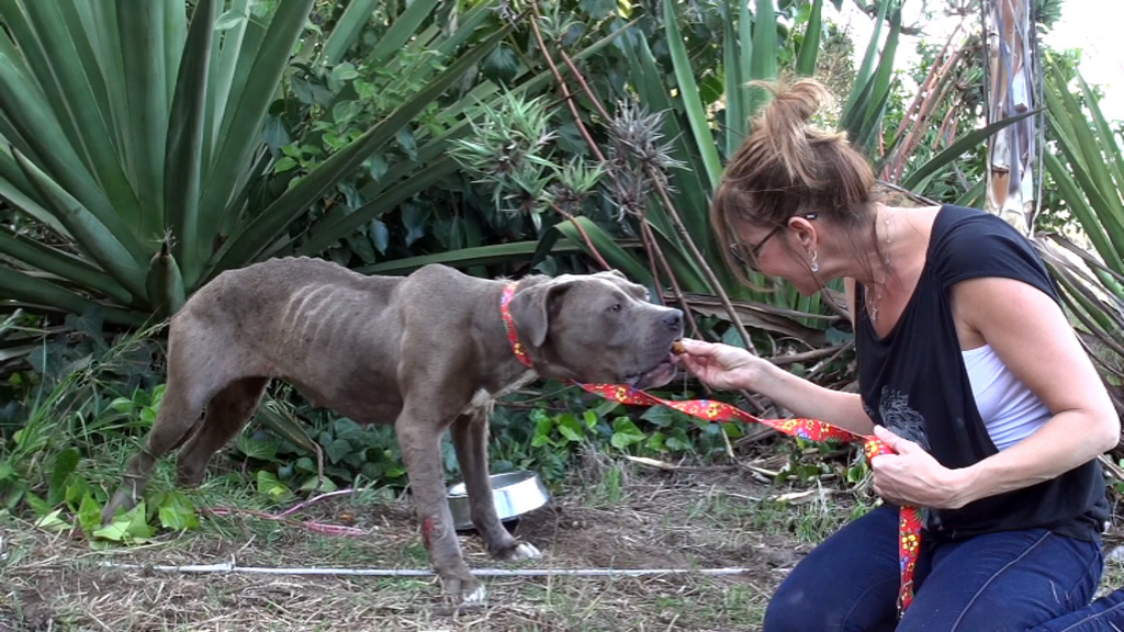 преображение истощённого питбуля по кличке Саванна, Эльдад Агарь, спасение собаки