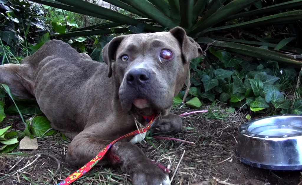 преображение истощённого питбуля по кличке Саванна, Эльдад Агарь, спасение собаки