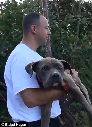 преображение истощённого питбуля по кличке Саванна, Эльдад Агарь, спасение собаки