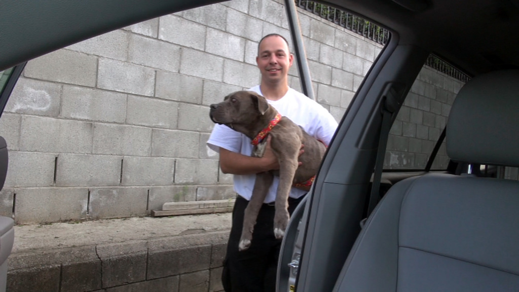 преображение истощённого питбуля по кличке Саванна, Эльдад Агарь, спасение собаки