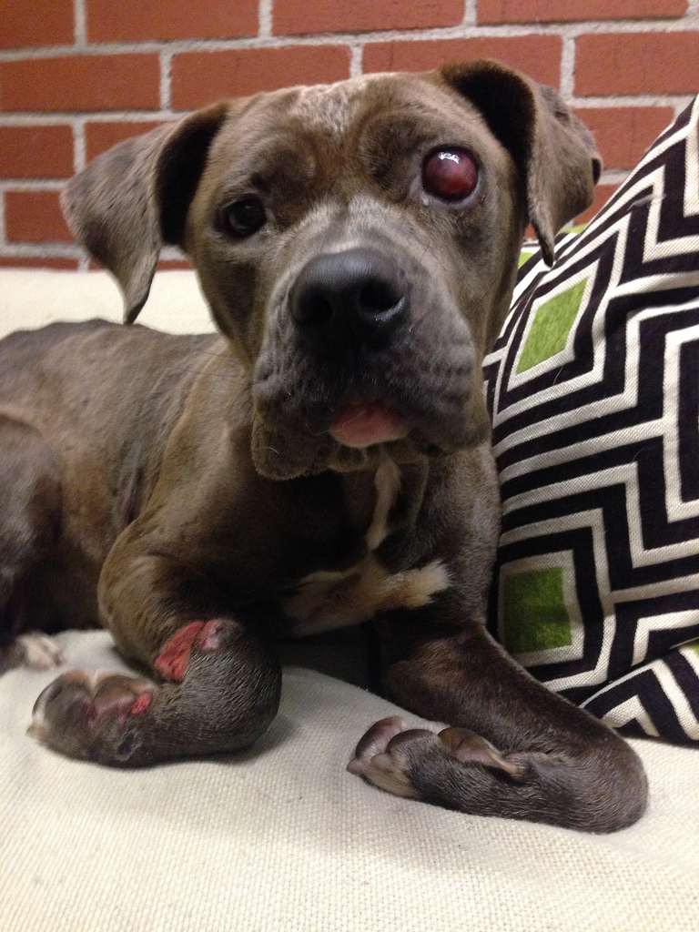 преображение истощённого питбуля по кличке Саванна, Эльдад Агарь, спасение собаки