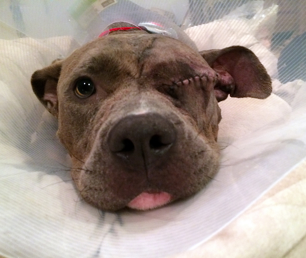 преображение истощённого питбуля по кличке Саванна, Эльдад Агарь, спасение собаки