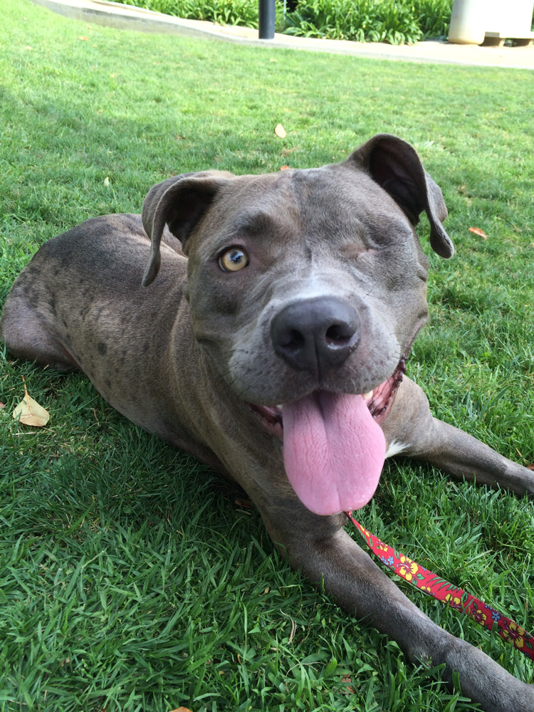 преображение истощённого питбуля по кличке Саванна, Эльдад Агарь, спасение собаки