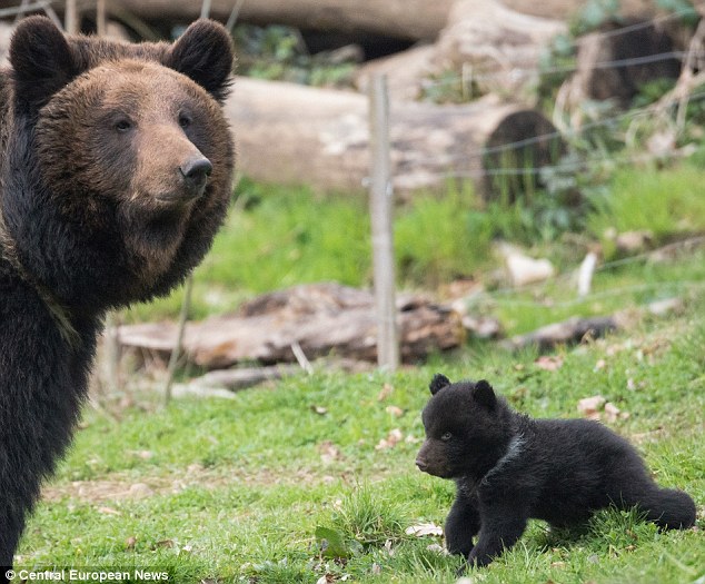 Swiss zoo kills bear, швейцарский зоопарк убил медвежонка