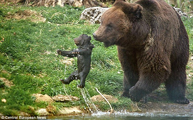 Swiss zoo kills bear, швейцарский зоопарк убил медвежонка