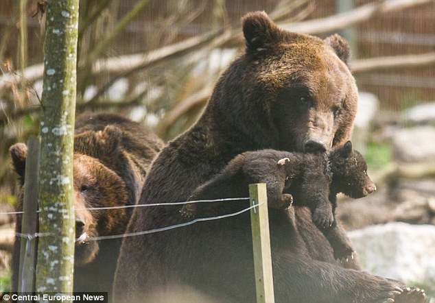 Swiss zoo kills bear, швейцарский зоопарк убил медвежонка