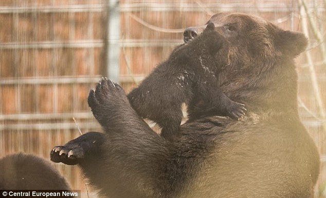 Swiss zoo kills bear, швейцарский зоопарк убил медвежонка