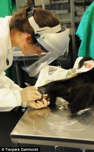 Swiss zoo kills bear, швейцарский зоопарк убил медвежонка