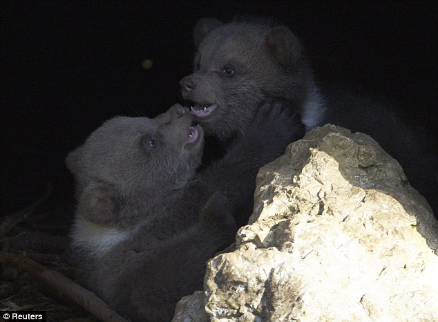 Swiss zoo kills bear, швейцарский зоопарк убил медвежонка