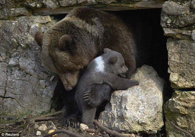 Swiss zoo kills bear, швейцарский зоопарк убил медвежонка