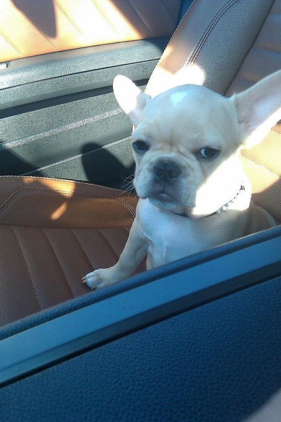 первый раз собаки, первые разы в жизни собак, смешные собаки фото, смешная собака gif