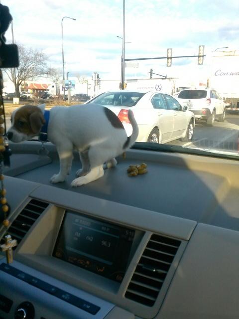 первый раз собаки, первые разы в жизни собак, смешные собаки фото, смешная собака gif