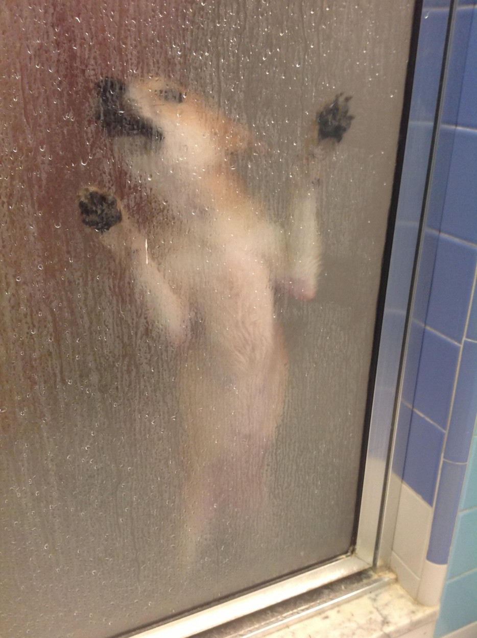 первый раз собаки, первые разы в жизни собак, смешные собаки фото, смешная собака gif