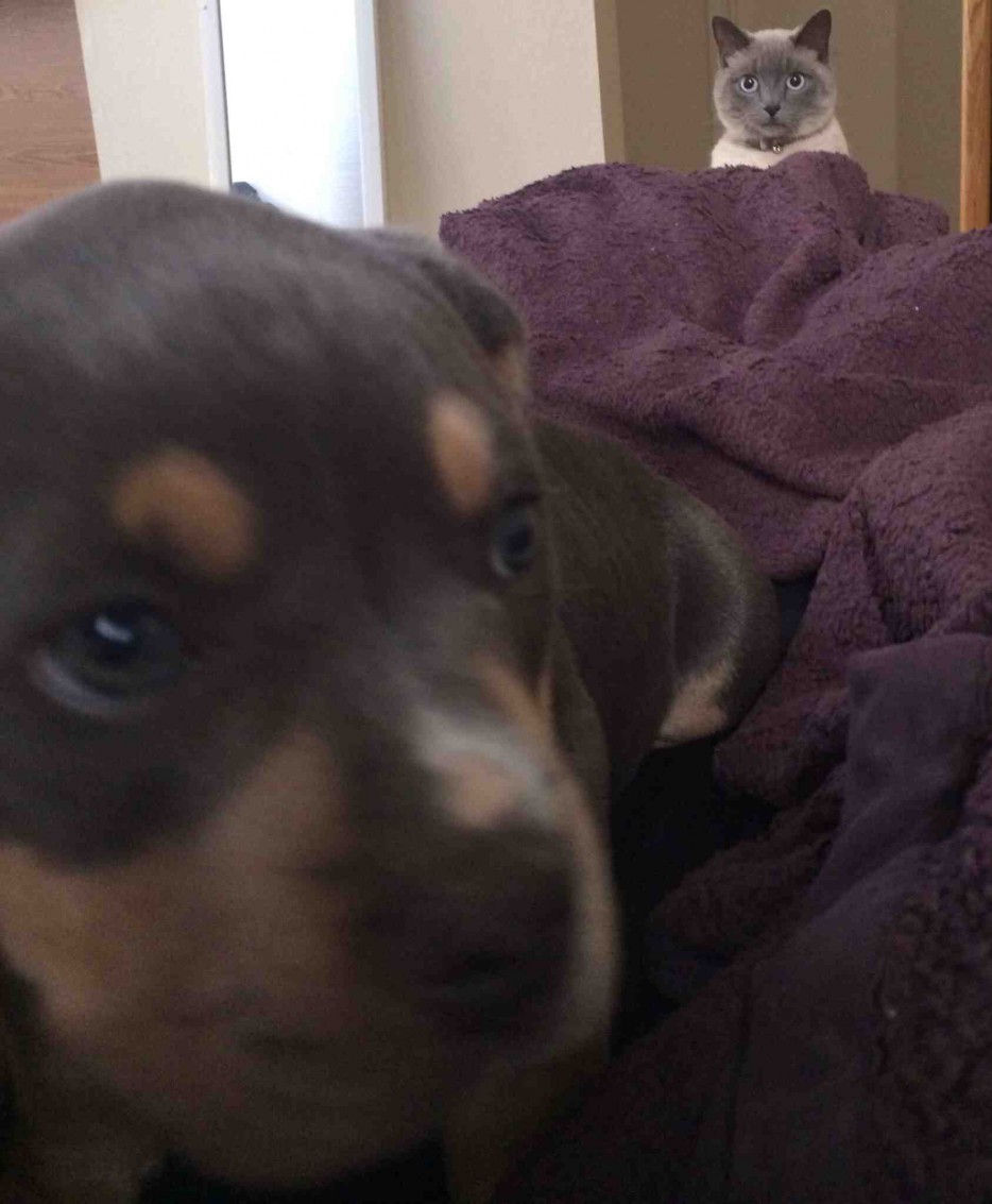 первый раз собаки, первые разы в жизни собак, смешные собаки фото, смешная собака gif