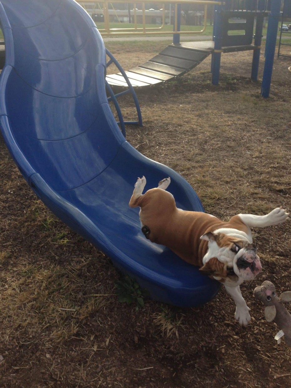 первый раз собаки, первые разы в жизни собак, смешные собаки фото, смешная собака gif