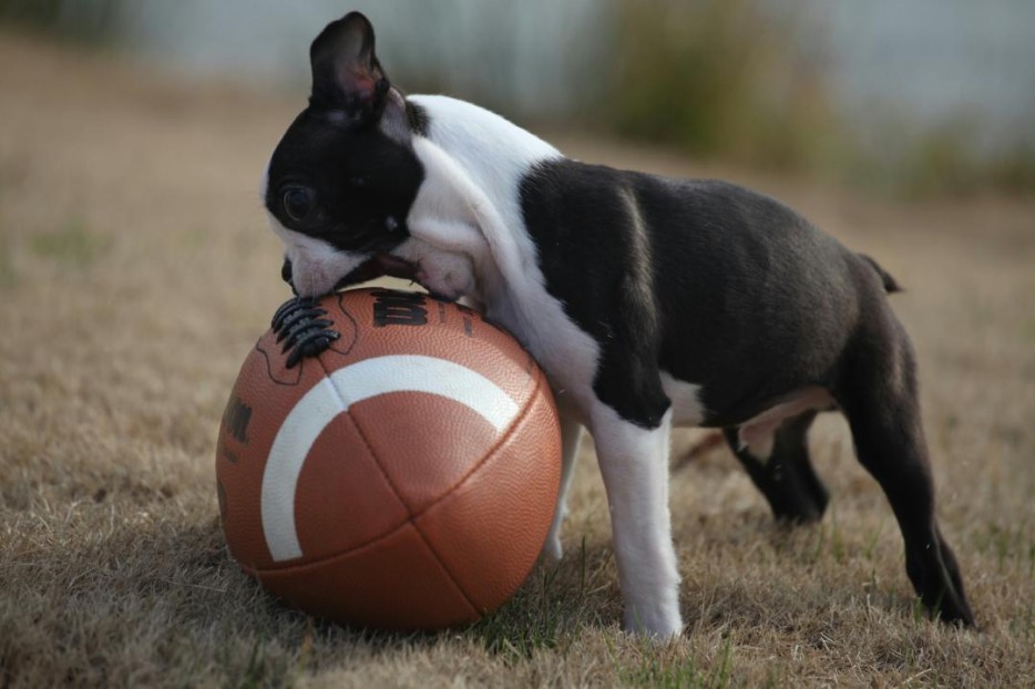 первый раз собаки, первые разы в жизни собак, смешные собаки фото, смешная собака gif