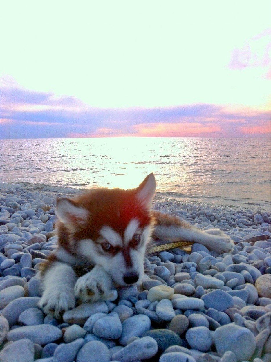 первый раз собаки, первые разы в жизни собак, смешные собаки фото, смешная собака gif