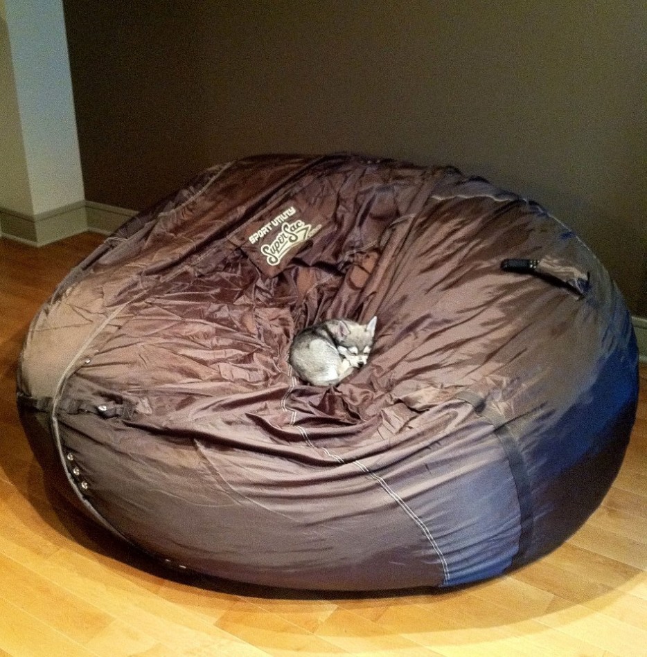 первый раз собаки, первые разы в жизни собак, смешные собаки фото, смешная собака gif