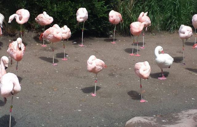 Смешные и удивительные фотографии, фотогарфии заставят вас взглянуть дважды