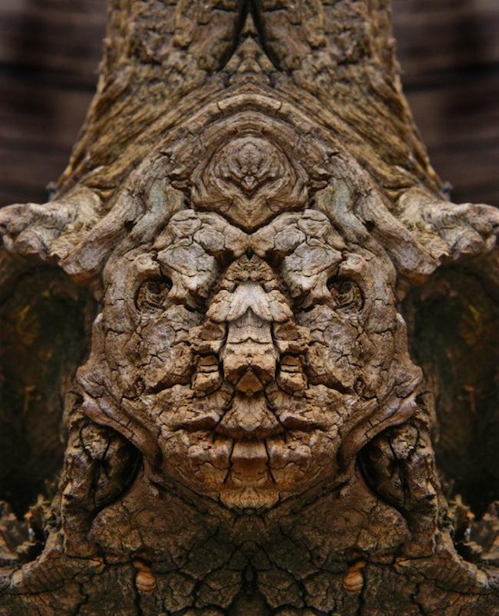 реальные дендроиды, настоящие дендроиды, фотограф лица деревьев, зеркальное отражение деревья, Элайдо Турко, Elido Turco