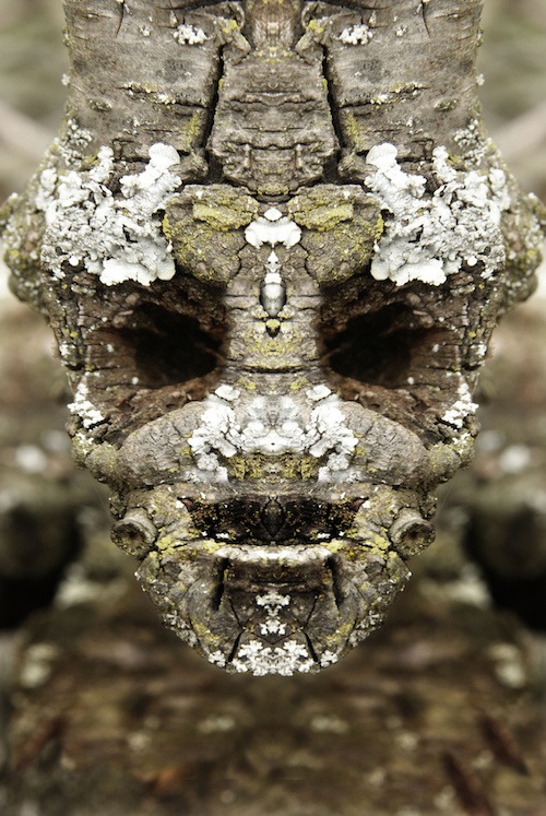 реальные дендроиды, настоящие дендроиды, фотограф лица деревьев, зеркальное отражение деревья, Элайдо Турко, Elido Turco