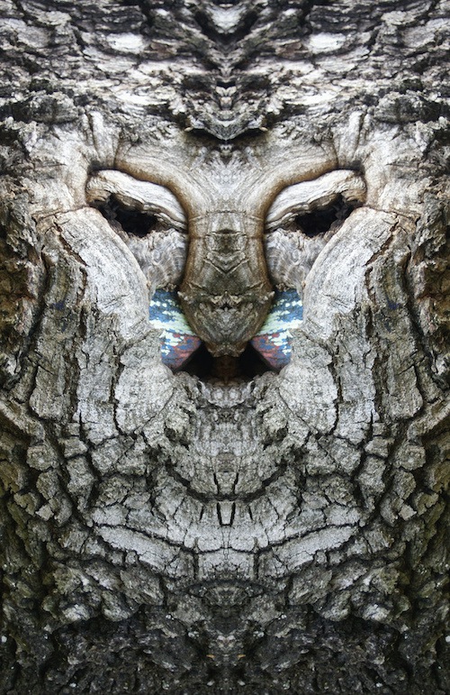 реальные дендроиды, настоящие дендроиды, фотограф лица деревьев, зеркальное отражение деревья, Элайдо Турко, Elido Turco