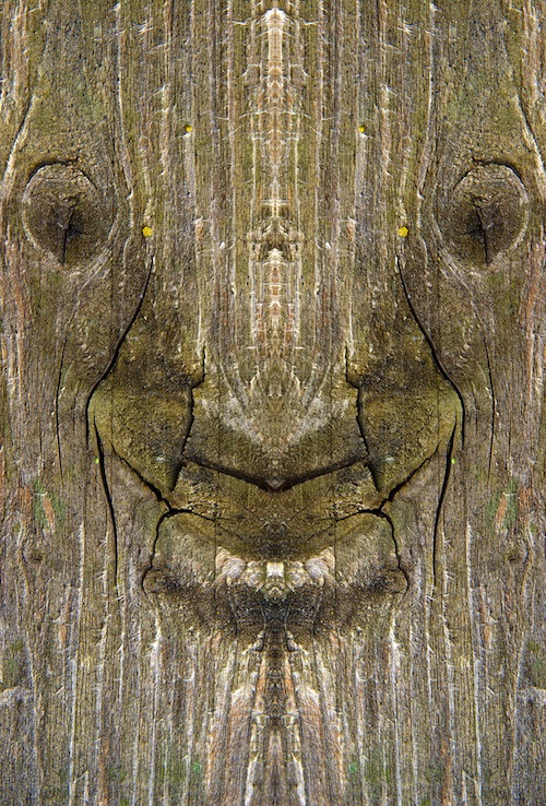 реальные дендроиды, настоящие дендроиды, фотограф лица деревьев, зеркальное отражение деревья, Элайдо Турко, Elido Turco