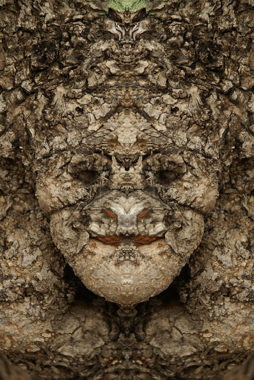 реальные дендроиды, настоящие дендроиды, фотограф лица деревьев, зеркальное отражение деревья, Элайдо Турко, Elido Turco