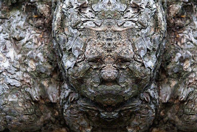 реальные дендроиды, настоящие дендроиды, фотограф лица деревьев, зеркальное отражение деревья, Элайдо Турко, Elido Turco