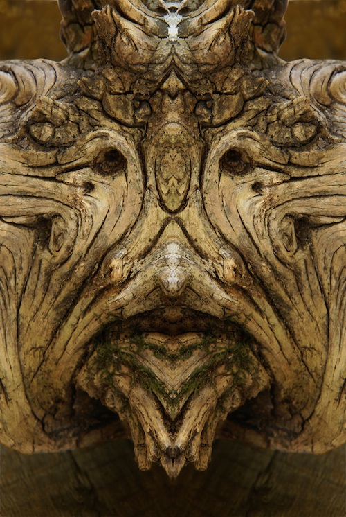 реальные дендроиды, настоящие дендроиды, фотограф лица деревьев, зеркальное отражение деревья, Элайдо Турко, Elido Turco