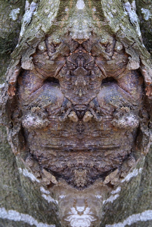 реальные дендроиды, настоящие дендроиды, фотограф лица деревьев, зеркальное отражение деревья, Элайдо Турко, Elido Turco