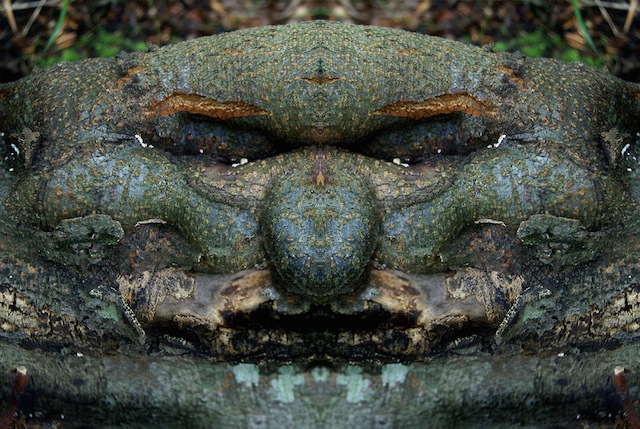 реальные дендроиды, настоящие дендроиды, фотограф лица деревьев, зеркальное отражение деревья, Элайдо Турко, Elido Turco