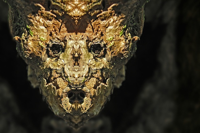 реальные дендроиды, настоящие дендроиды, фотограф лица деревьев, зеркальное отражение деревья, Элайдо Турко, Elido Turco