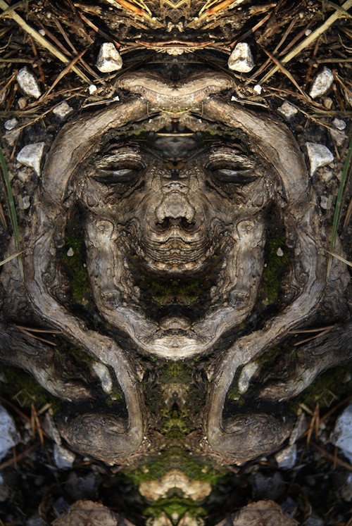 реальные дендроиды, настоящие дендроиды, фотограф лица деревьев, зеркальное отражение деревья, Элайдо Турко, Elido Turco