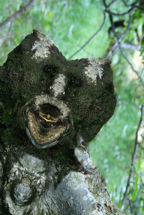 реальные дендроиды, настоящие дендроиды, фотограф лица деревьев, зеркальное отражение деревья, Элайдо Турко, Elido Turco