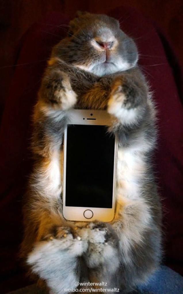 японцы применение домашним кроликам, японцы кролики как держатели для смартфона, Япония кролик  крышка смартфона