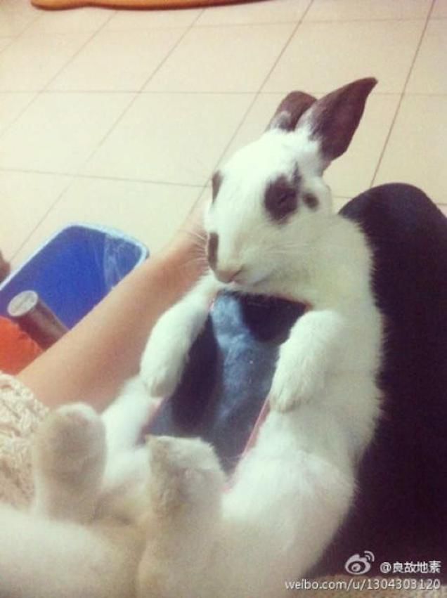 японцы применение домашним кроликам, японцы кролики как держатели для смартфона, Япония кролик  крышка смартфона