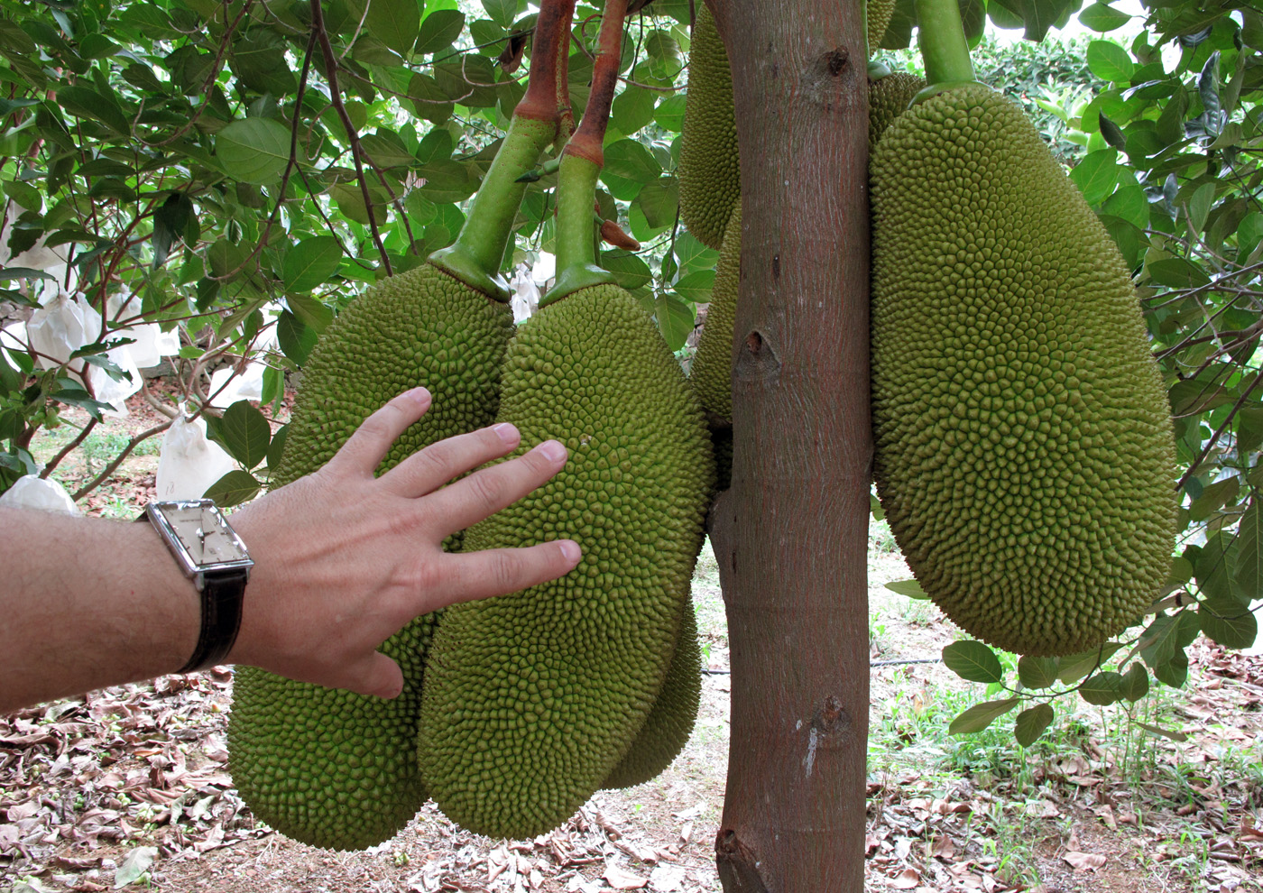  легенды, мифы,  происхождении фруктов, странное